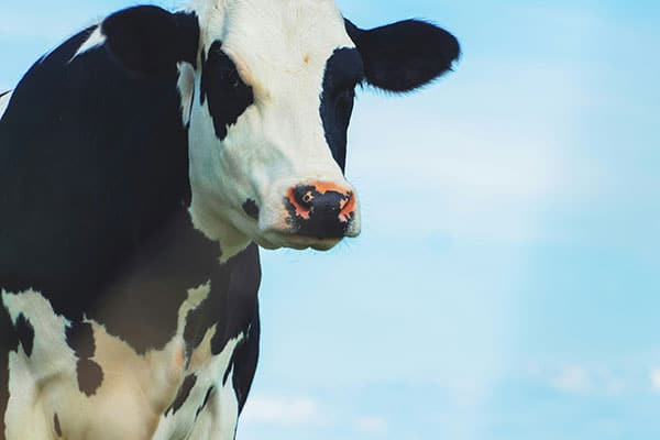 milking-products milking products